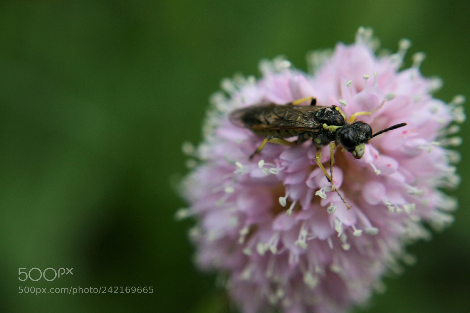 Canon EOS 400D (EOS Digital Rebel XTi / EOS Kiss Digital X) sample photo. This bug spyed me photography