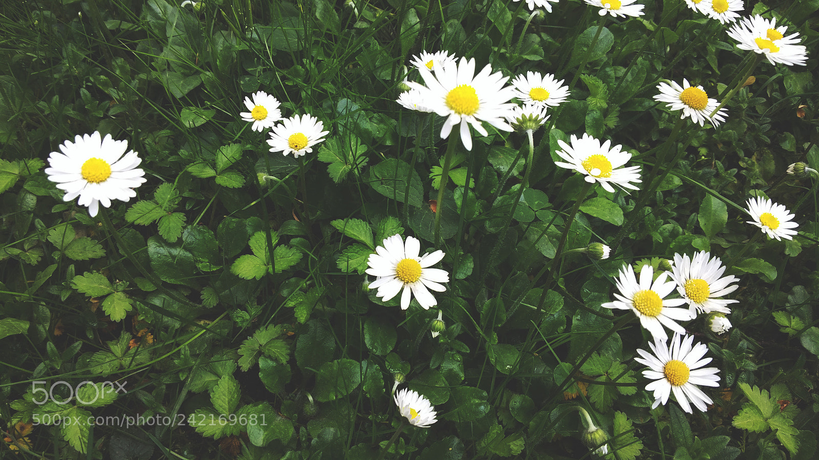 LG G3 sample photo. Margherite everywhere photography