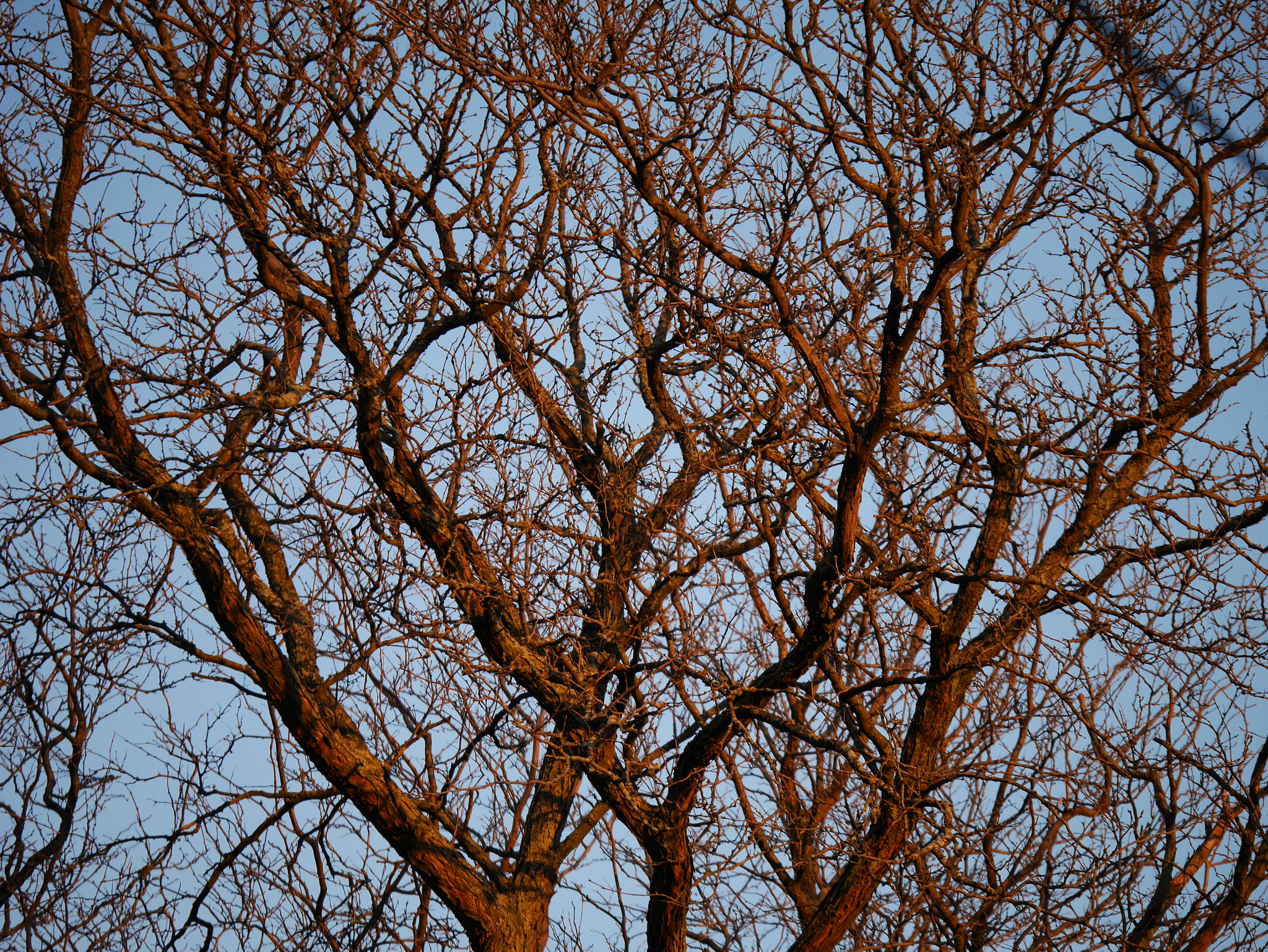 Panasonic Lumix DMC-GM5 sample photo. Tree photography
