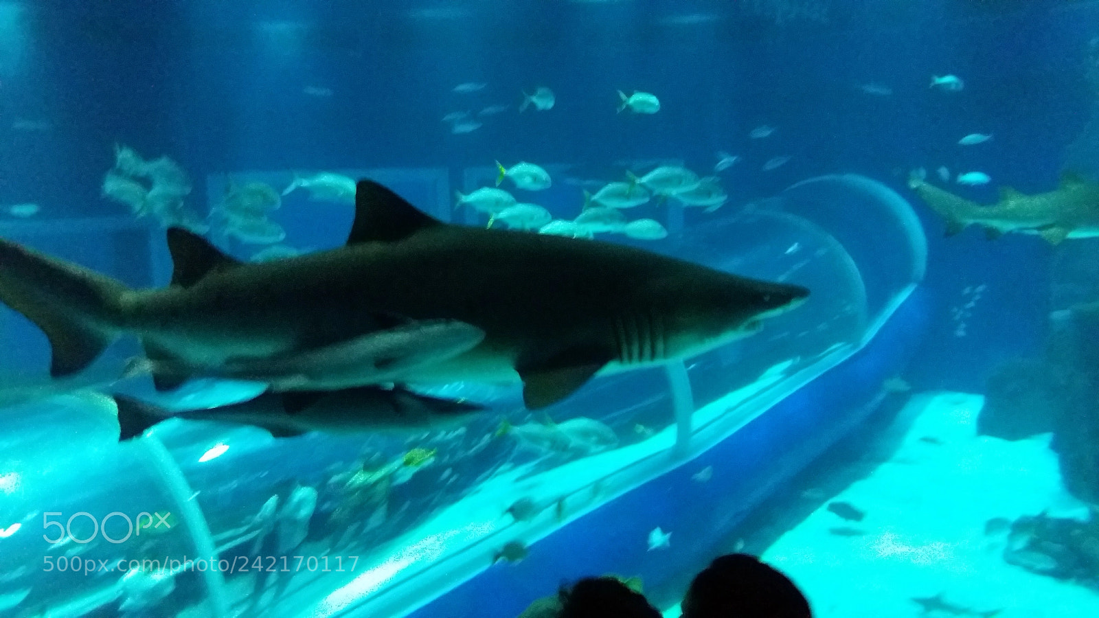 Samsung Galaxy J5 sample photo. Aquario photography