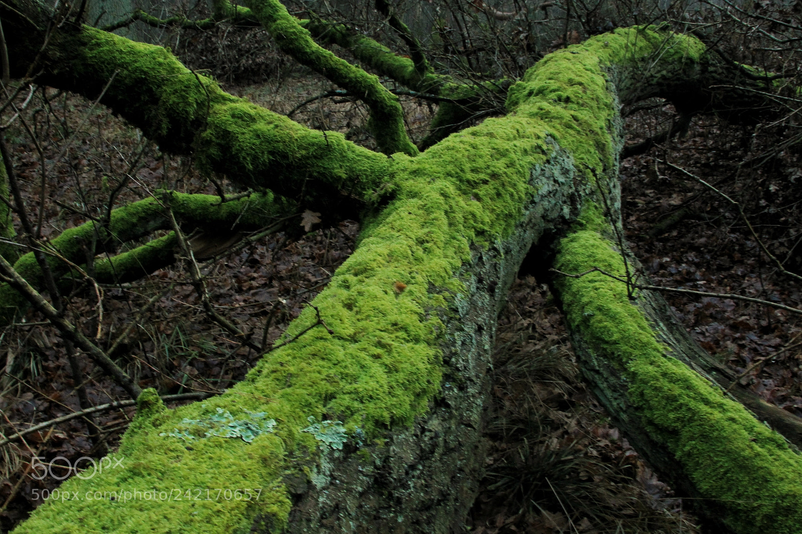 Canon EOS-1D Mark IV sample photo. Untitled photography