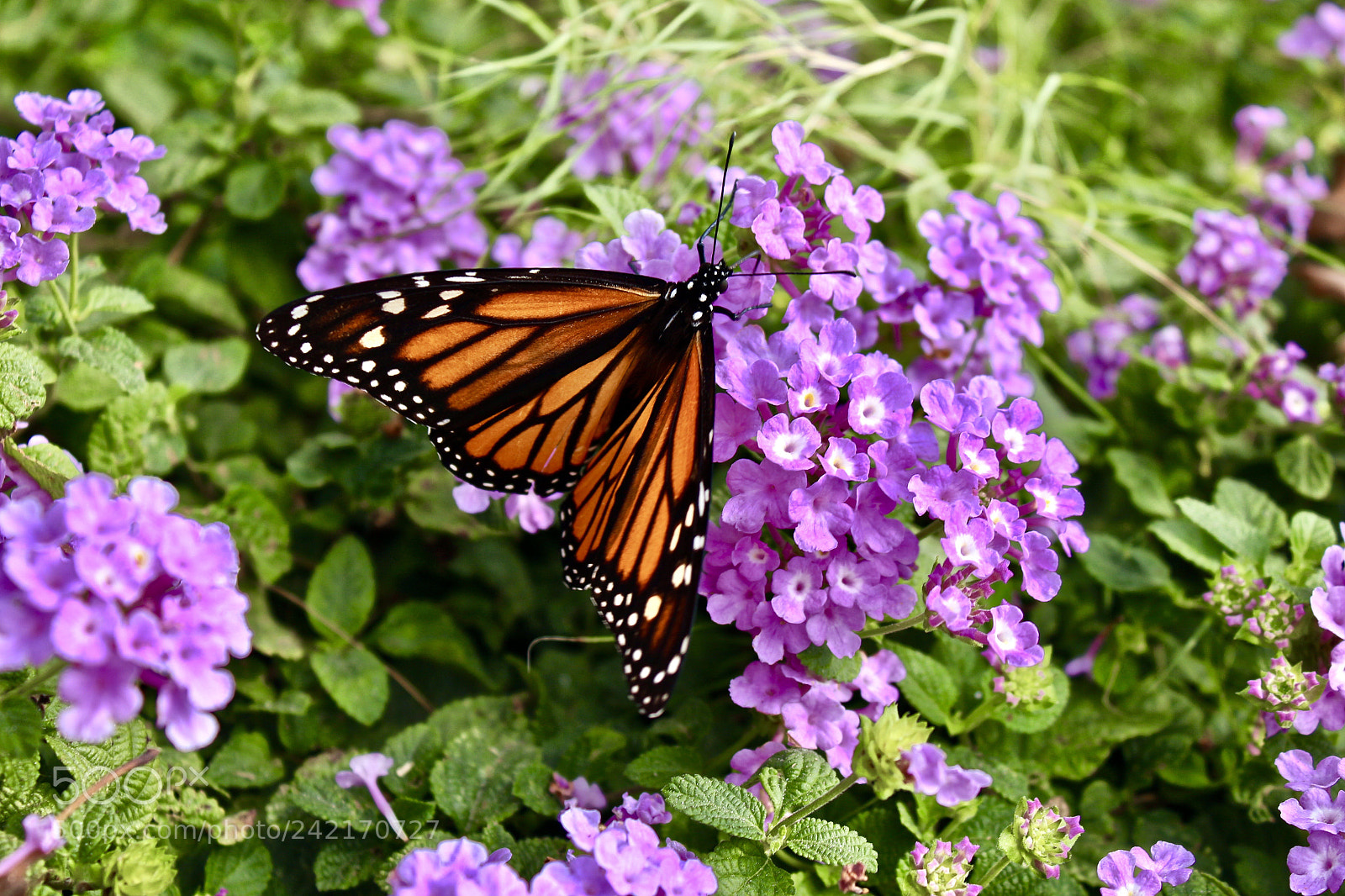 Canon EOS 650D (EOS Rebel T4i / EOS Kiss X6i) sample photo. Float like a butterfly photography