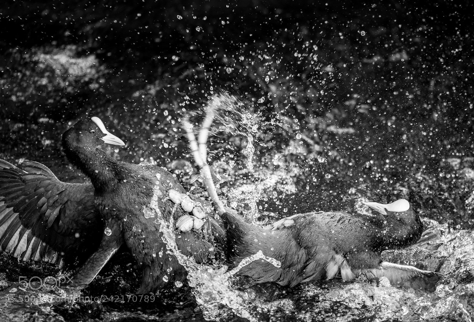 Nikon D810 sample photo. Coot fight photography