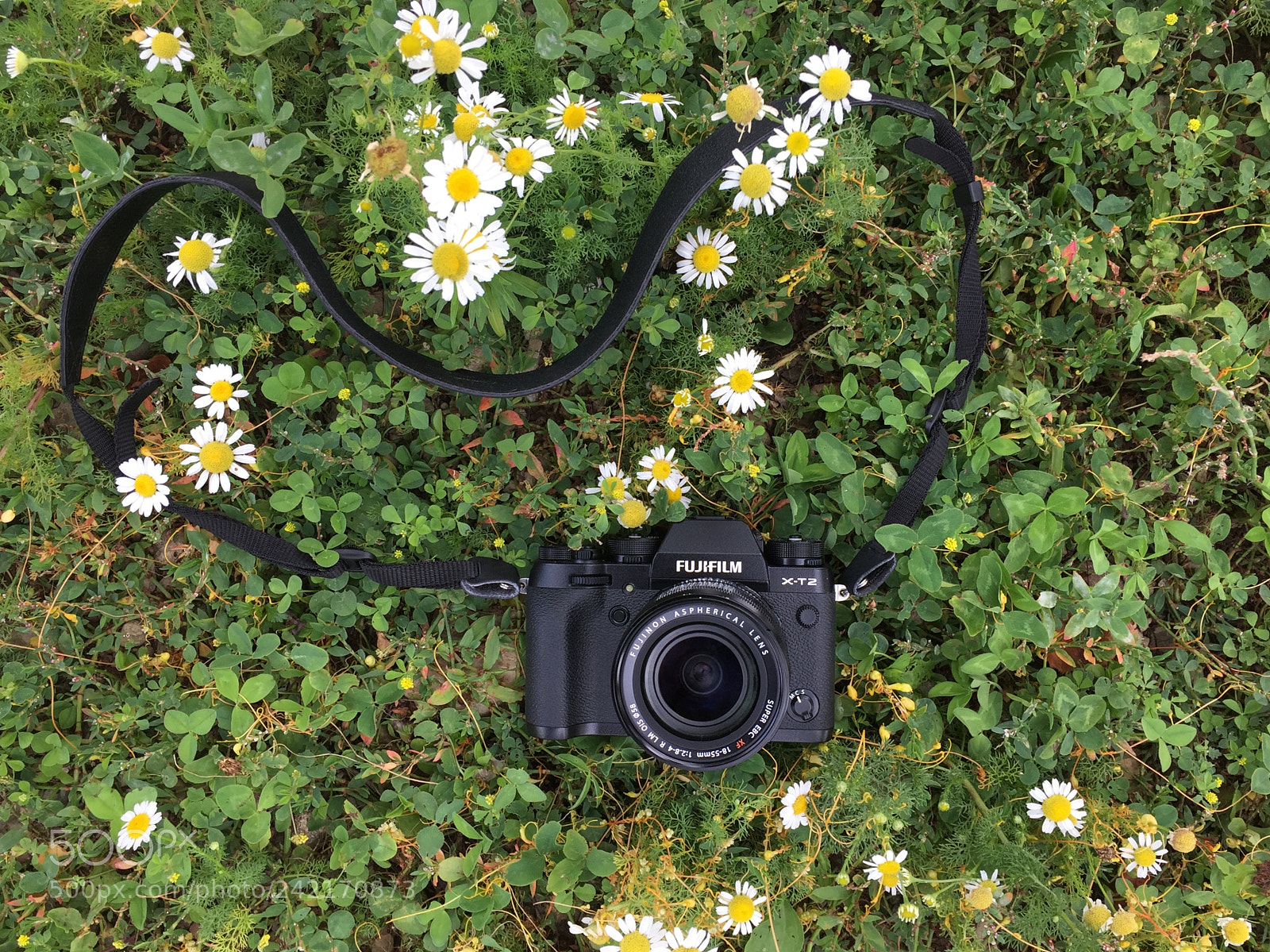 Apple iPhone 6 sample photo. Untitled photography