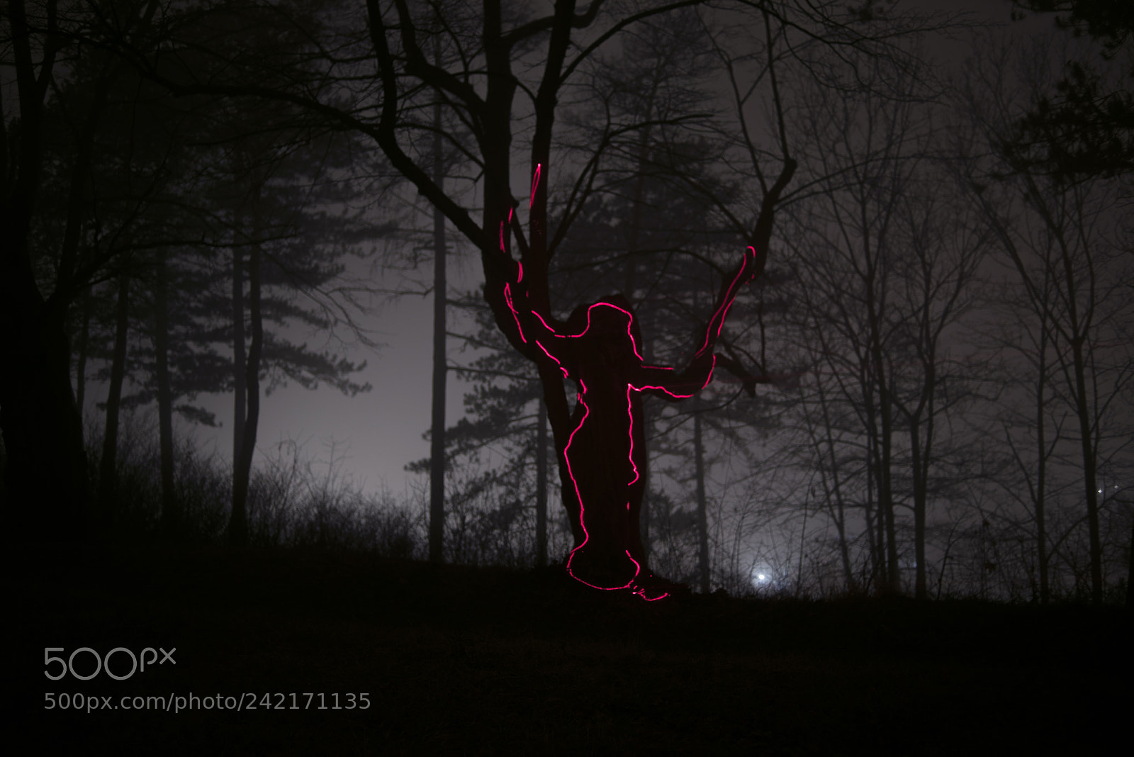 Nikon D810 sample photo. Trees and daemon photography