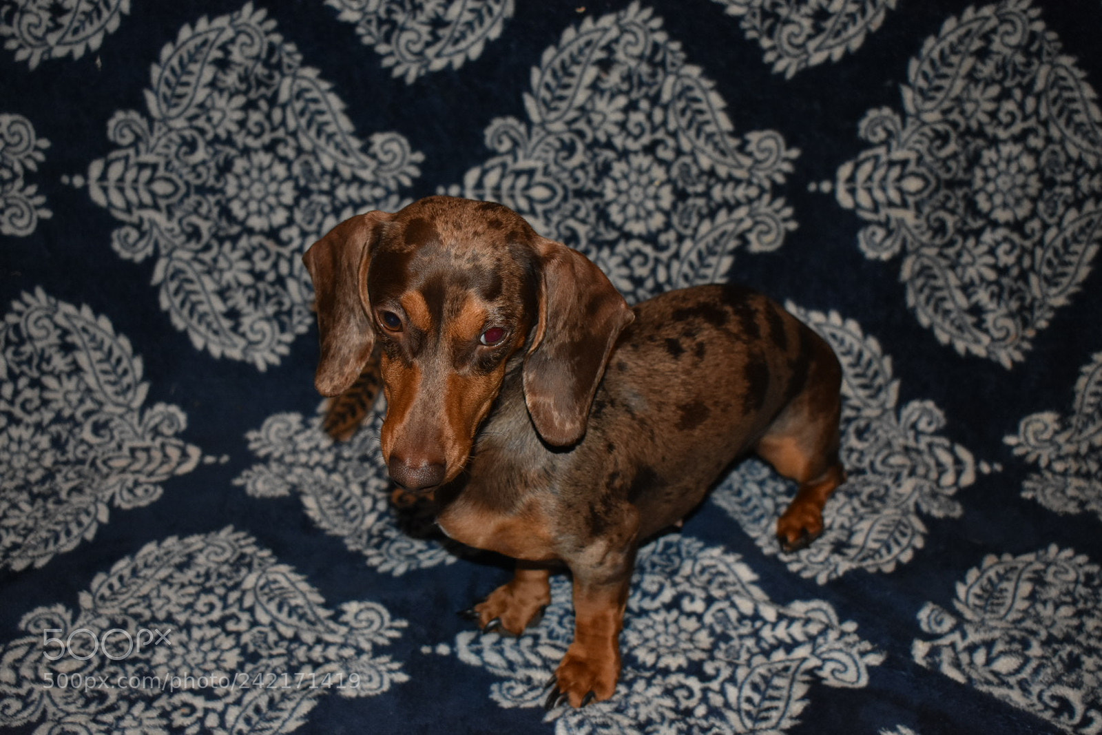 Nikon D3400 sample photo. Bashful brandy photography
