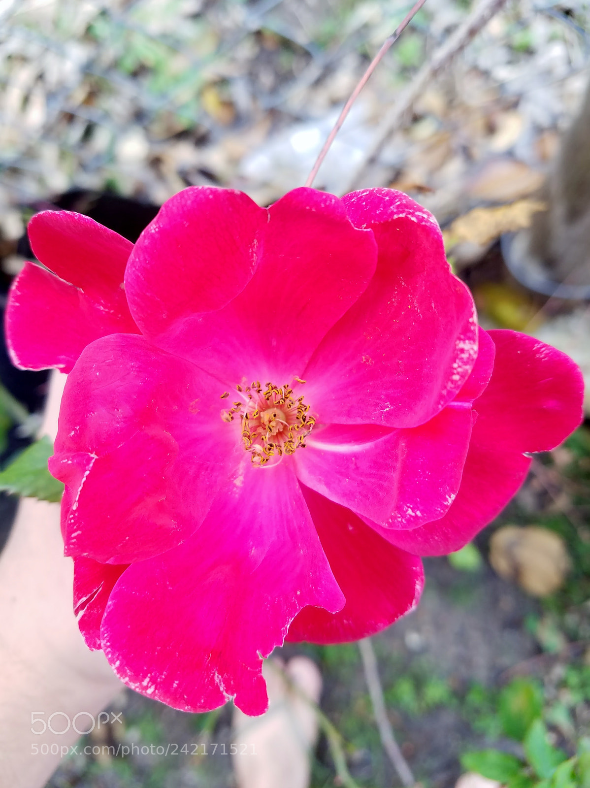 Samsung Galaxy S7 sample photo. Pink flower photography