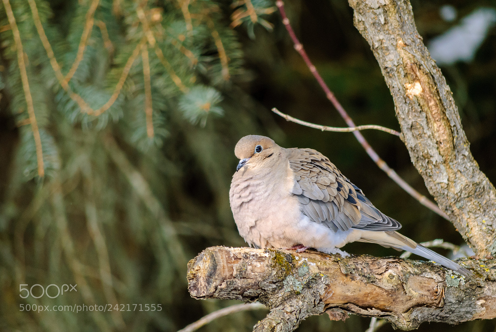 Nikon D3000 sample photo. Mourning dove photography