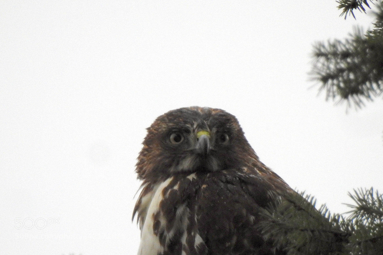 Nikon Coolpix P900 sample photo. Red-tailed hawk photography