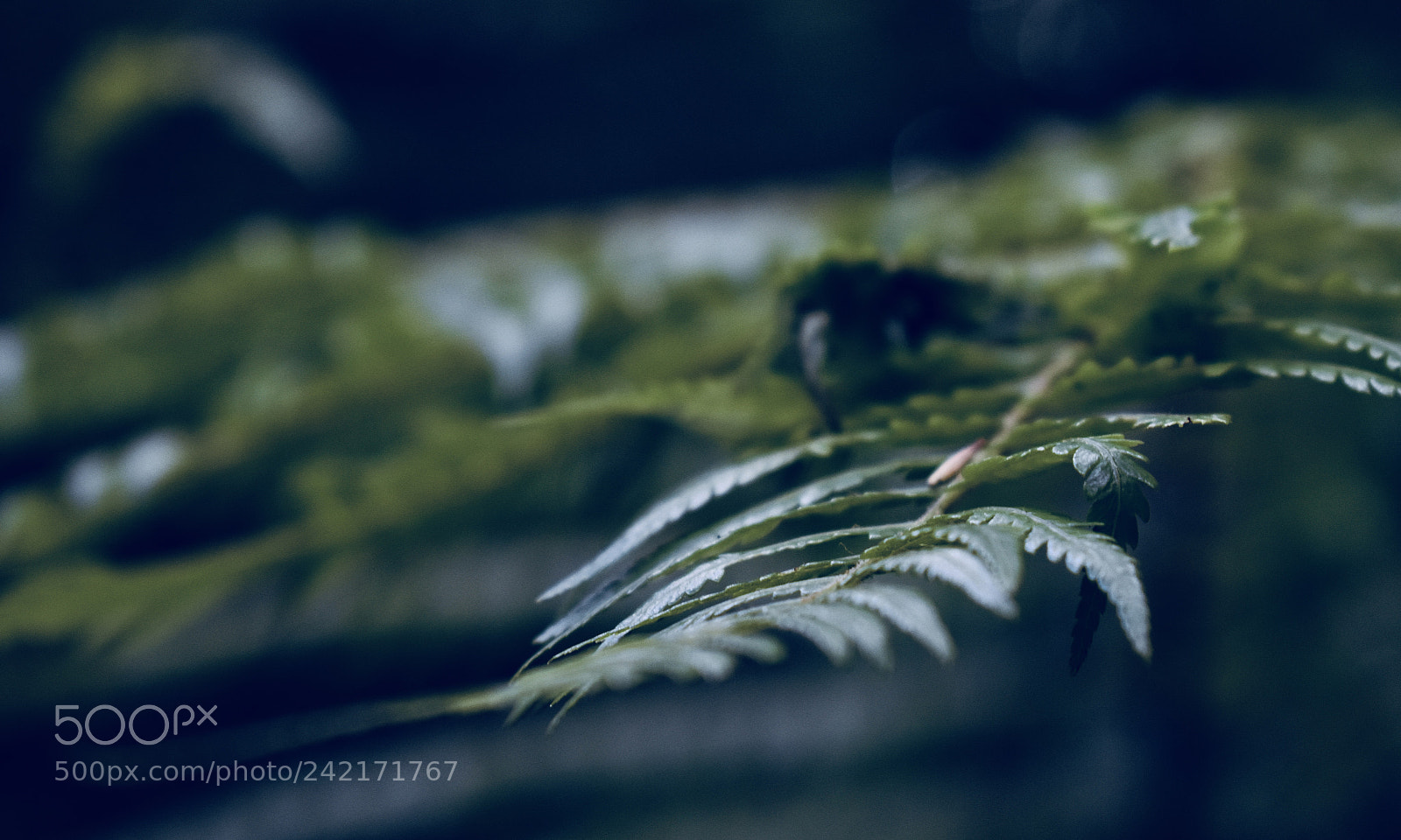Nikon D3400 sample photo. Fern photography
