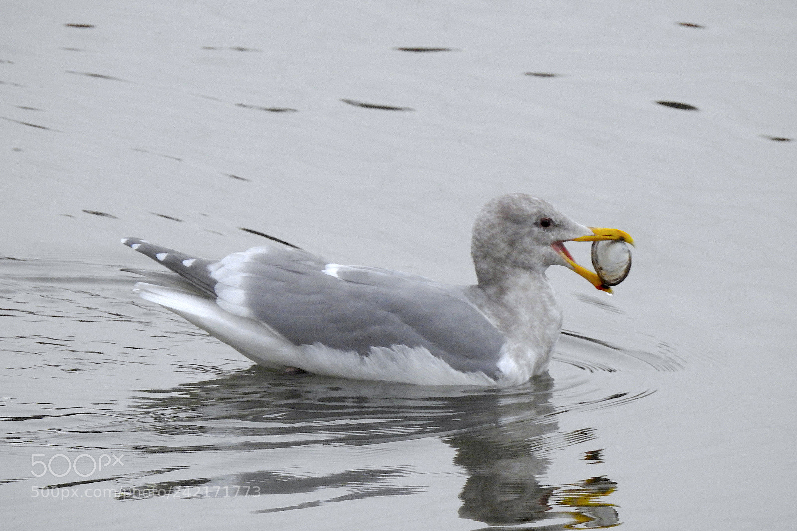 Nikon Coolpix P900 sample photo. Glaucous-winged gull photography