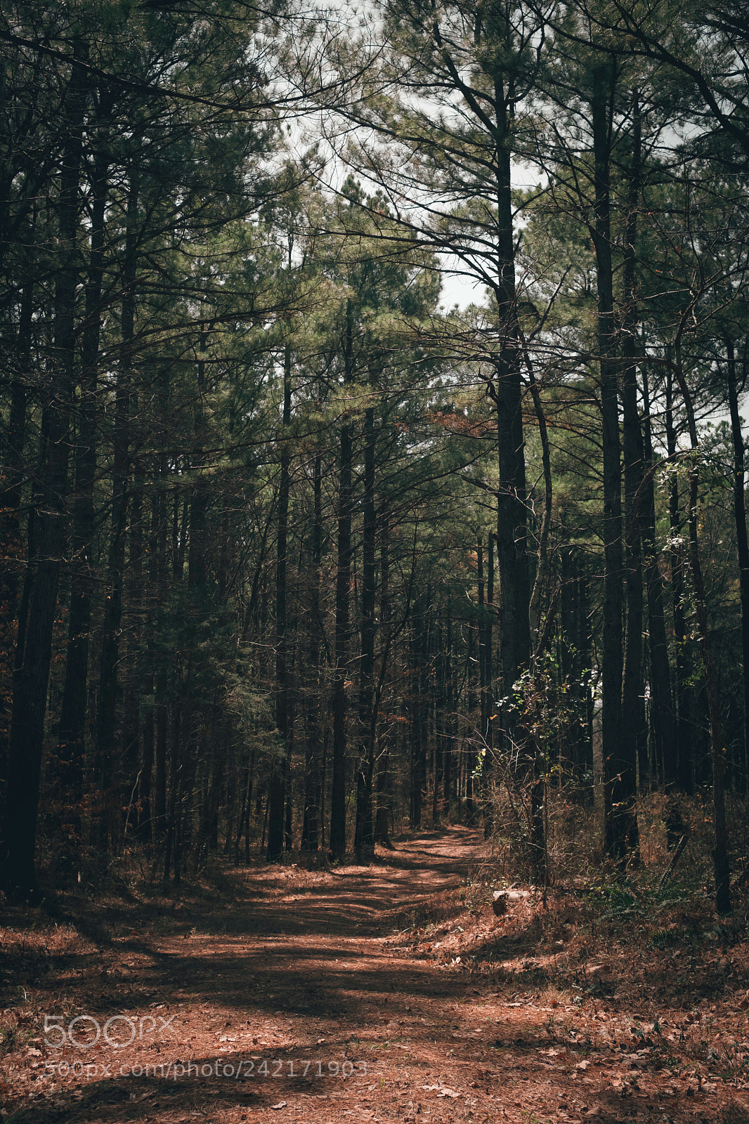 Fujifilm X100F sample photo. Moonlit forest photography