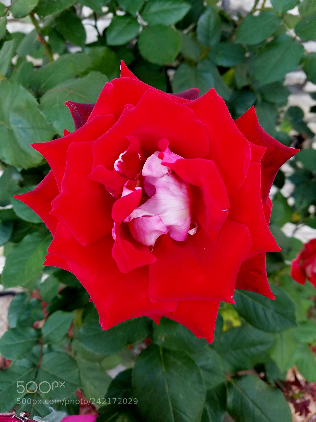 Samsung Galaxy S7 sample photo. Red rose photography