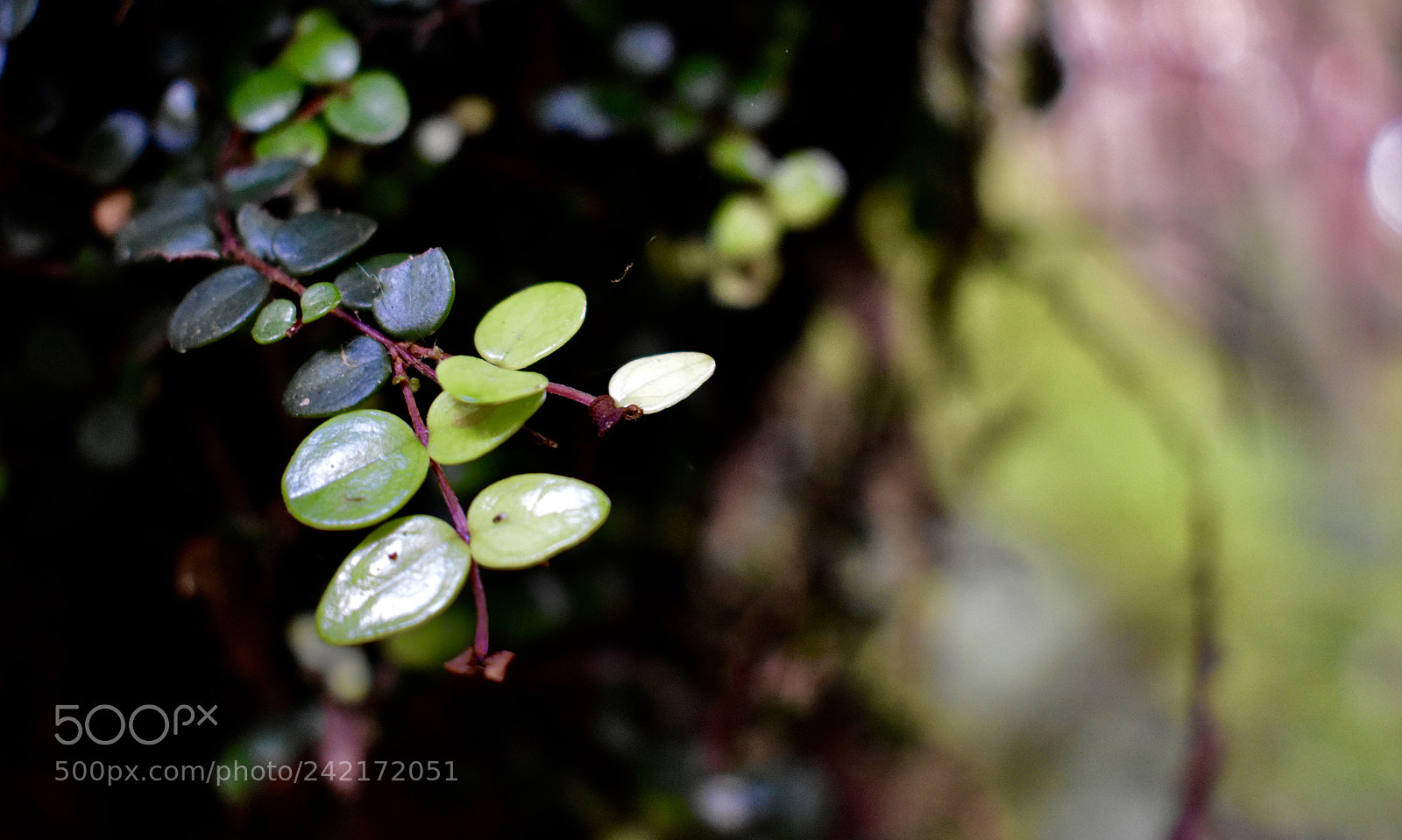 Nikon D3400 sample photo. Leaf photography