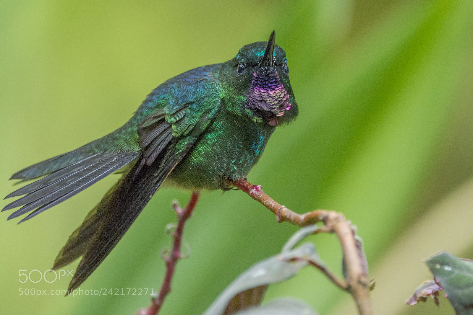 Nikon D7100 sample photo. Tourmaline sunangel photography