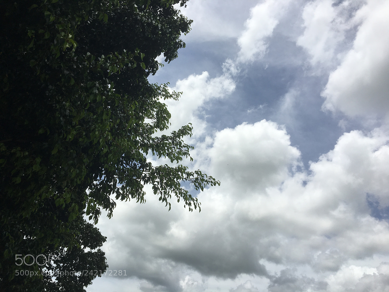 Apple iPhone 6s sample photo. Untitled photography