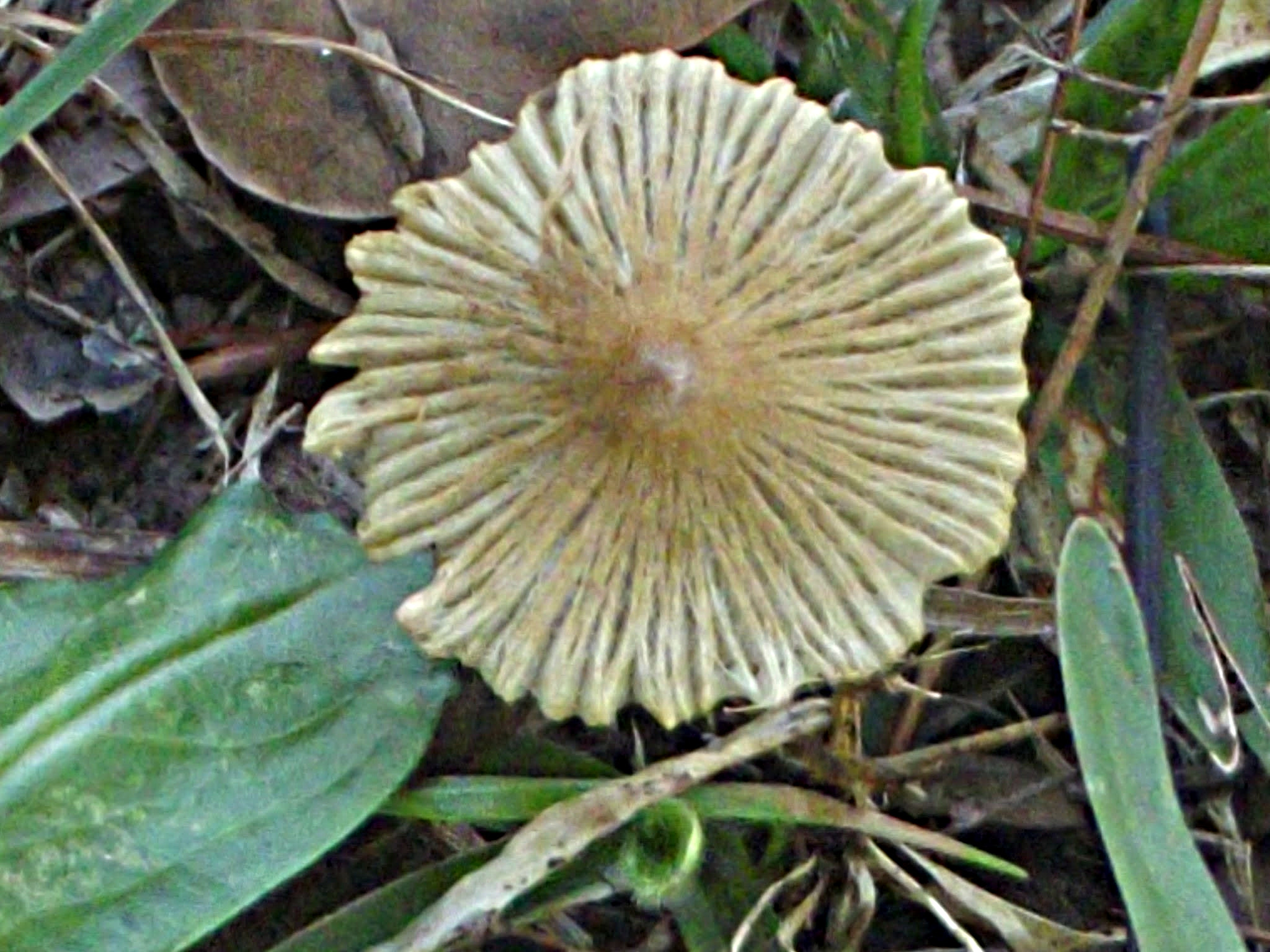 FujiFilm FinePix S2950 (FinePix S2990) sample photo. Crazy mushroom photography