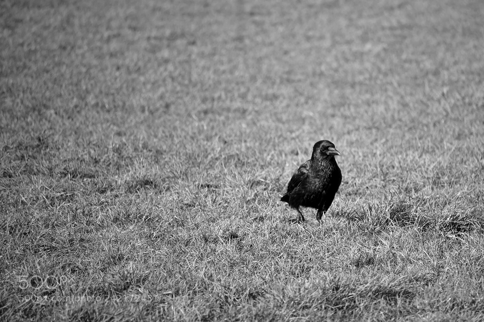 Canon EOS 1200D (EOS Rebel T5 / EOS Kiss X70 / EOS Hi) sample photo. Birds eye photography