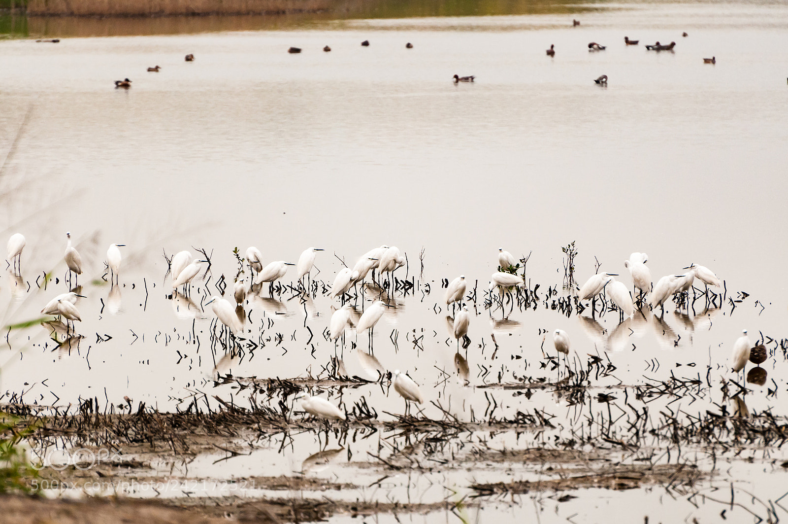 Nikon D300S sample photo. Egrets photography