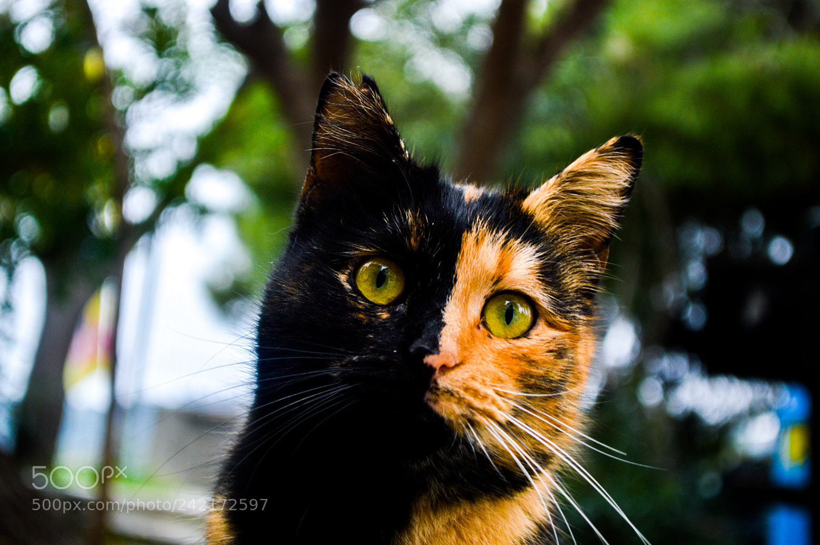 Nikon D3200 sample photo. Stray two-faced cat photography