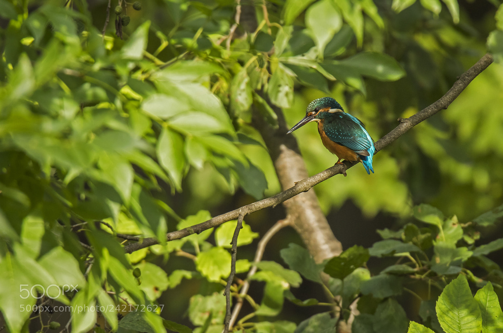 Canon EOS 7D Mark II sample photo. Untitled photography