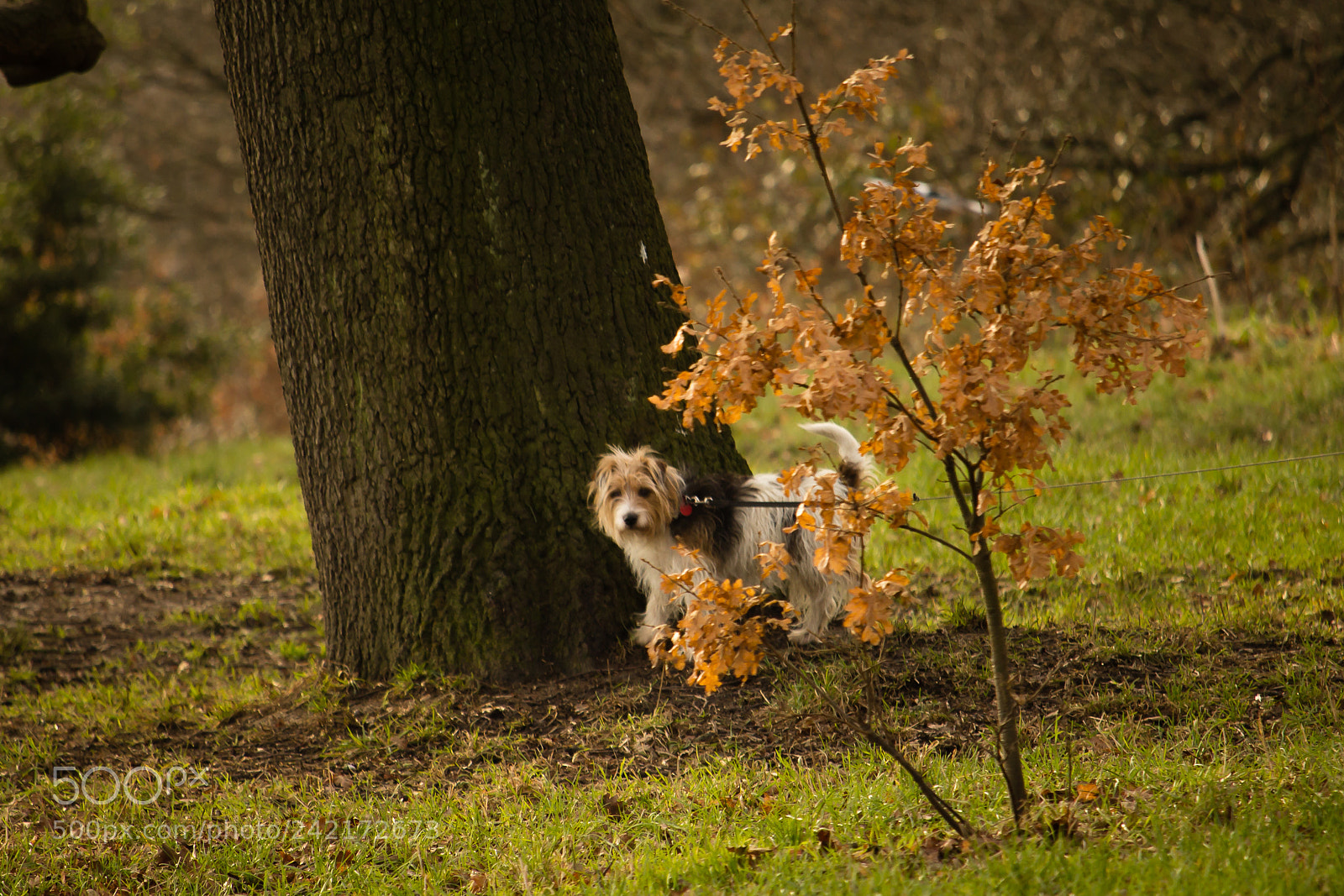Canon EOS 1200D (EOS Rebel T5 / EOS Kiss X70 / EOS Hi) sample photo. Autumn pooch photography