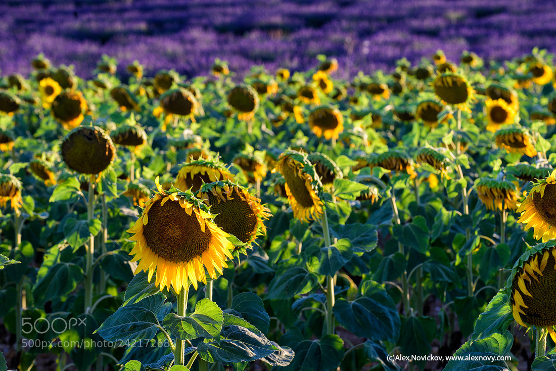 Nikon D810 sample photo. A provencal sunset photography