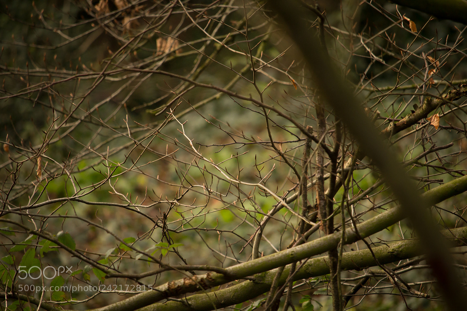 Canon EOS 1200D (EOS Rebel T5 / EOS Kiss X70 / EOS Hi) sample photo. Thorny photography