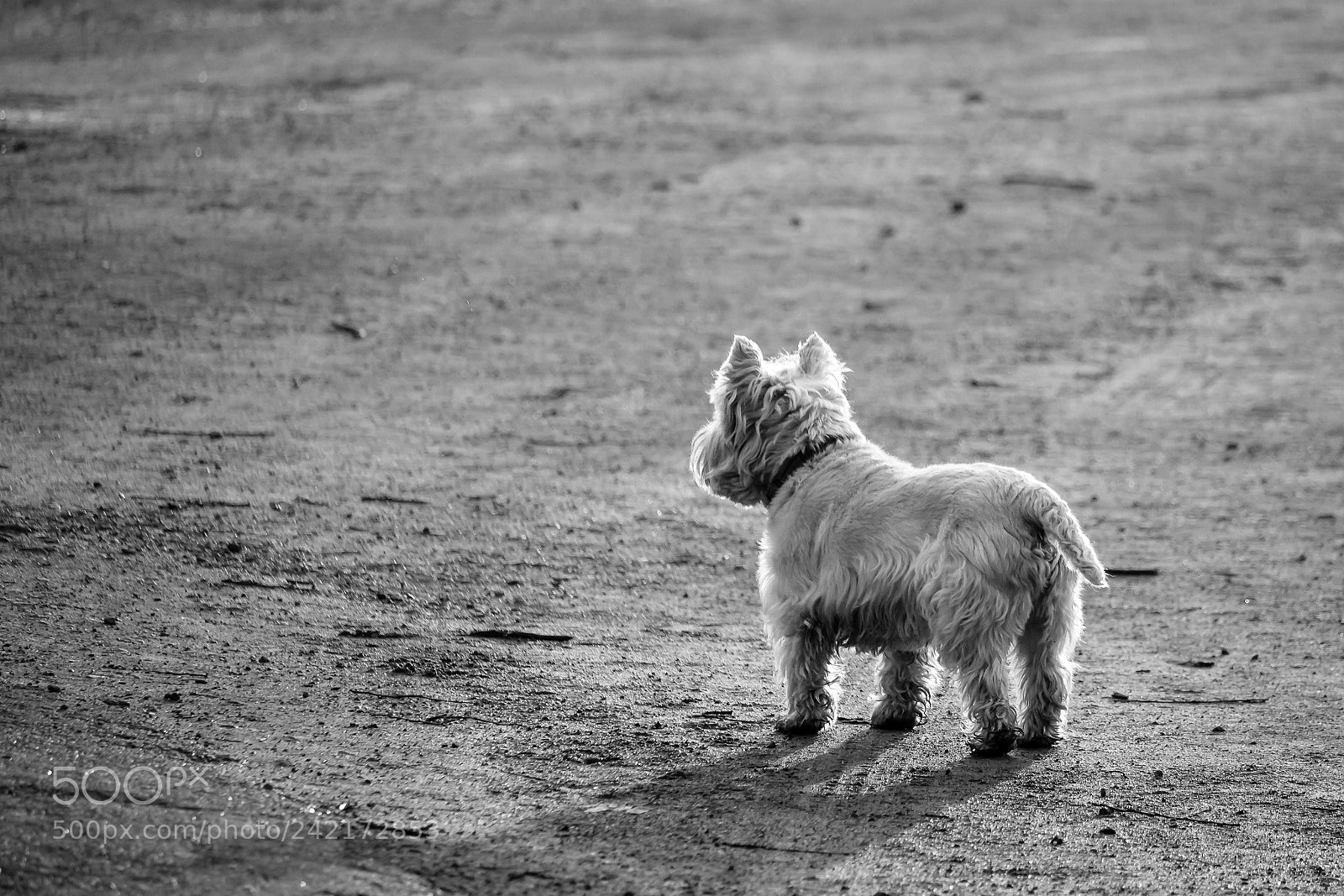 Canon EOS 1200D (EOS Rebel T5 / EOS Kiss X70 / EOS Hi) sample photo. Alone photography