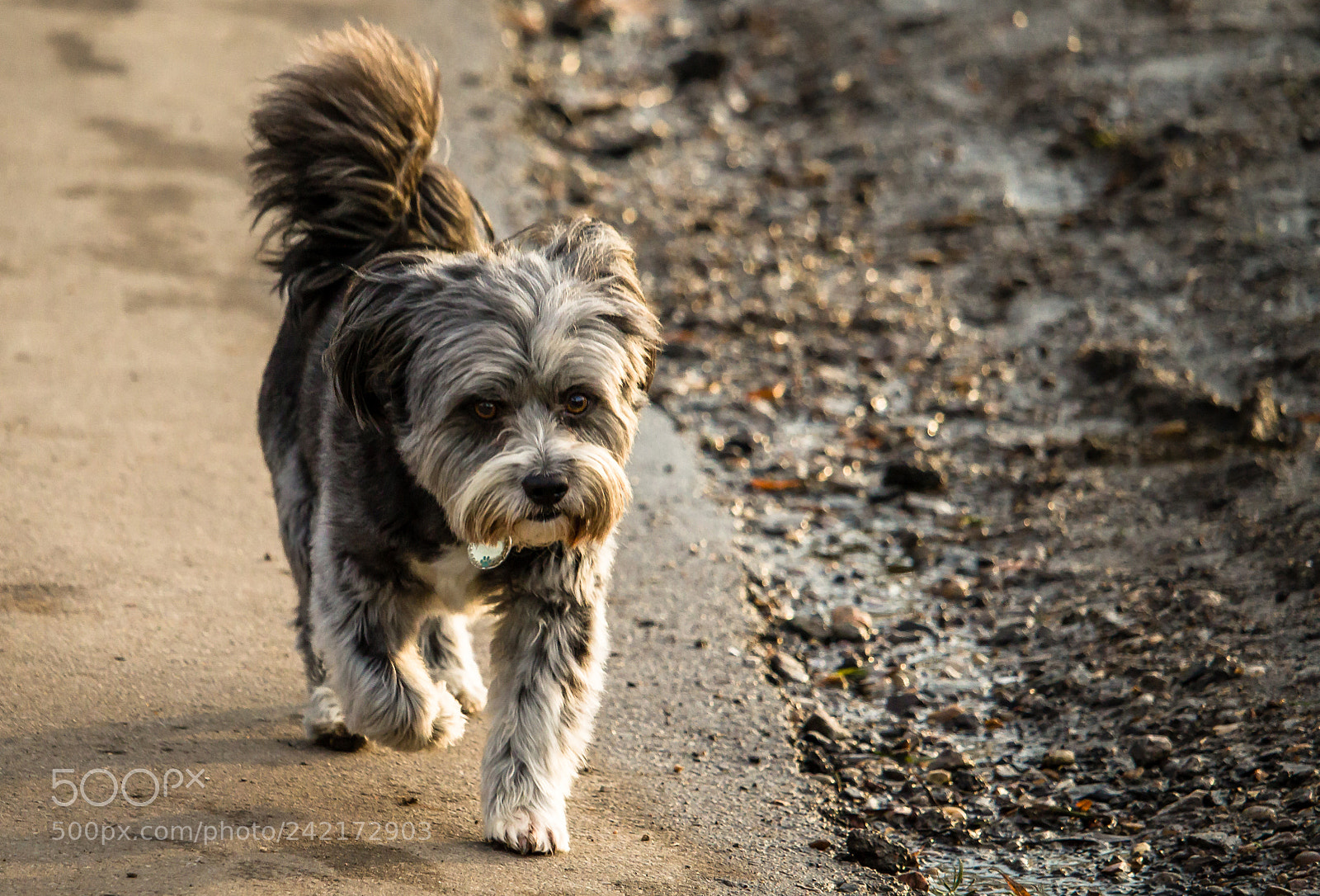 Canon EOS 1200D (EOS Rebel T5 / EOS Kiss X70 / EOS Hi) sample photo. Steppin' photography