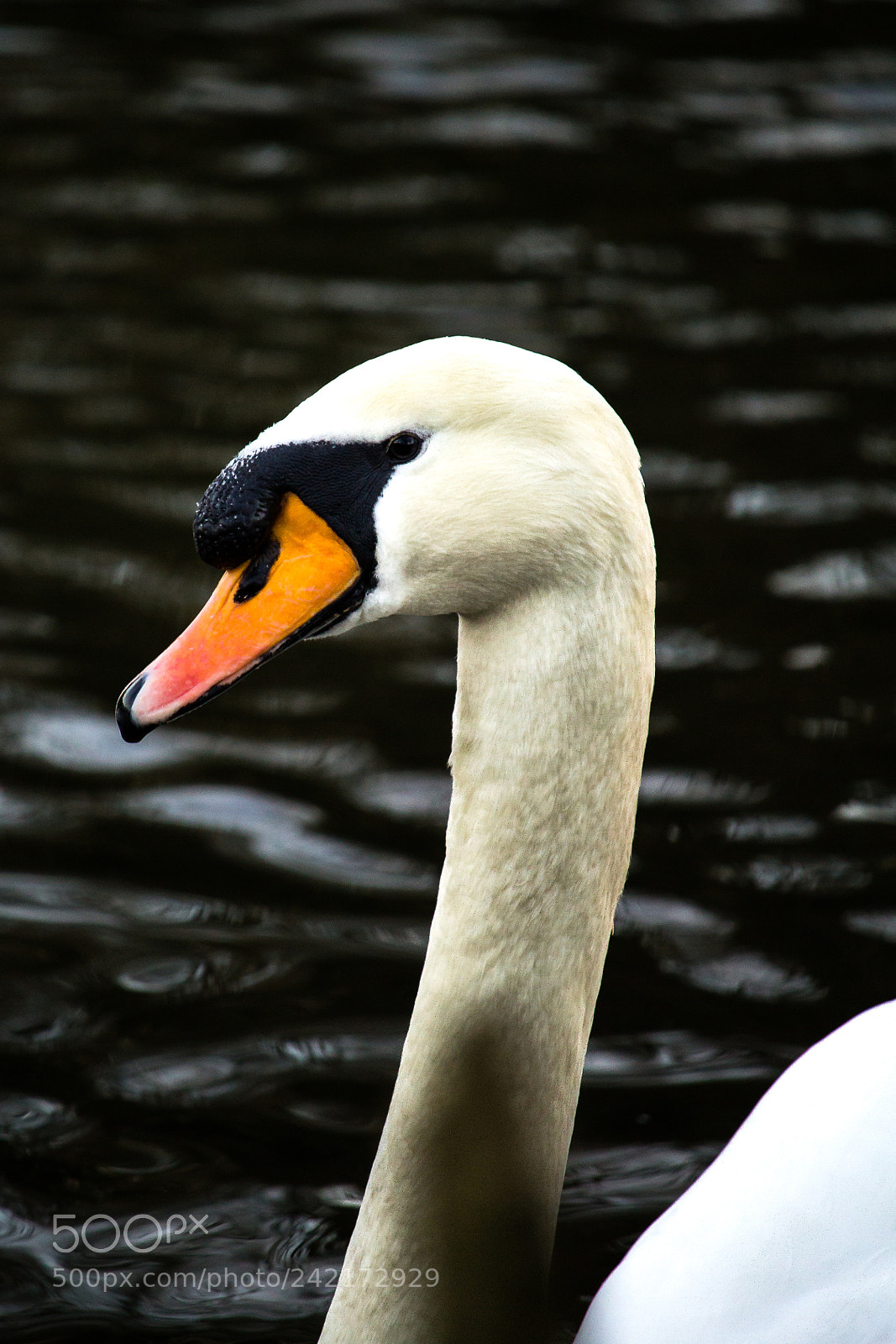 Canon EOS 1200D (EOS Rebel T5 / EOS Kiss X70 / EOS Hi) sample photo. Beakshot photography