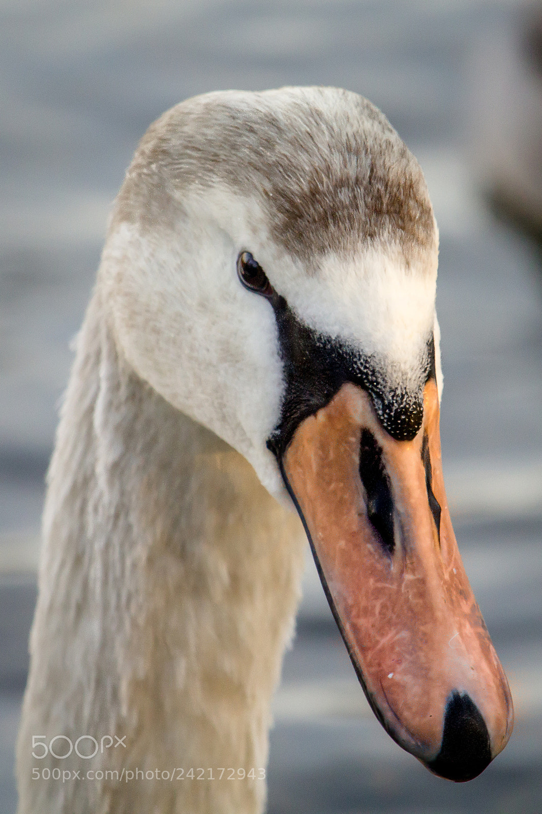 Canon EOS 1200D (EOS Rebel T5 / EOS Kiss X70 / EOS Hi) sample photo. Macrobird photography
