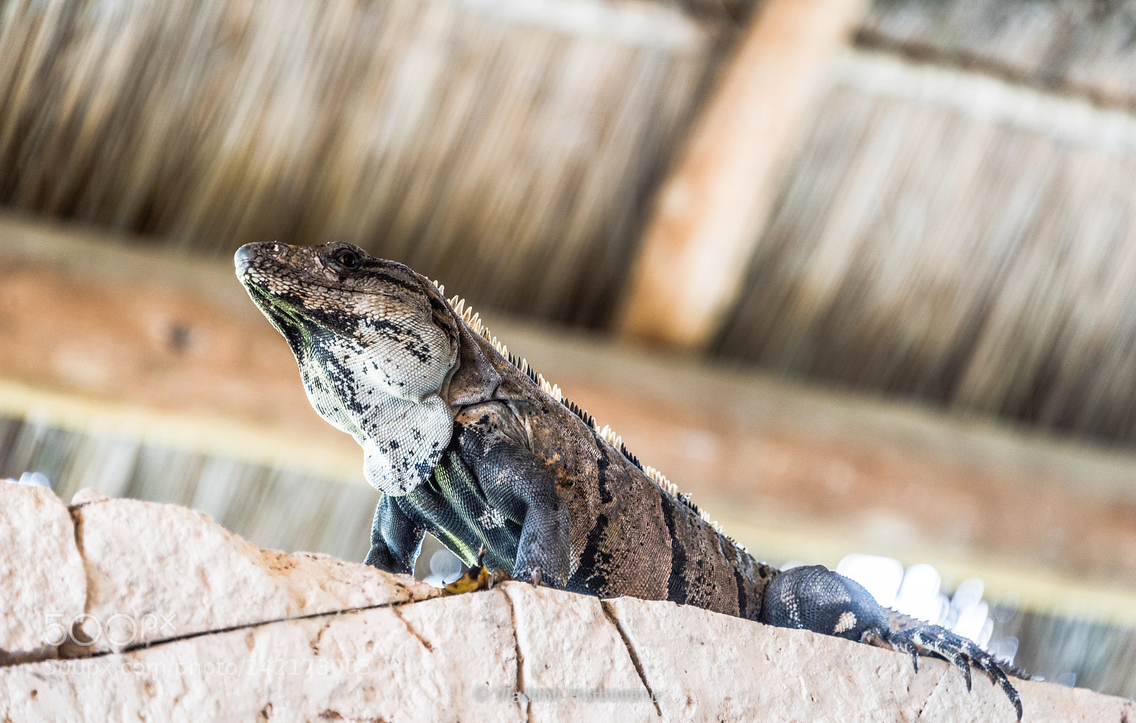 Nikon D810 sample photo. Observing from above photography