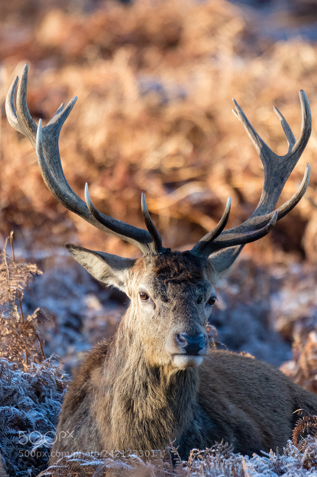 Canon EOS 7D Mark II sample photo. Stag in frost photography