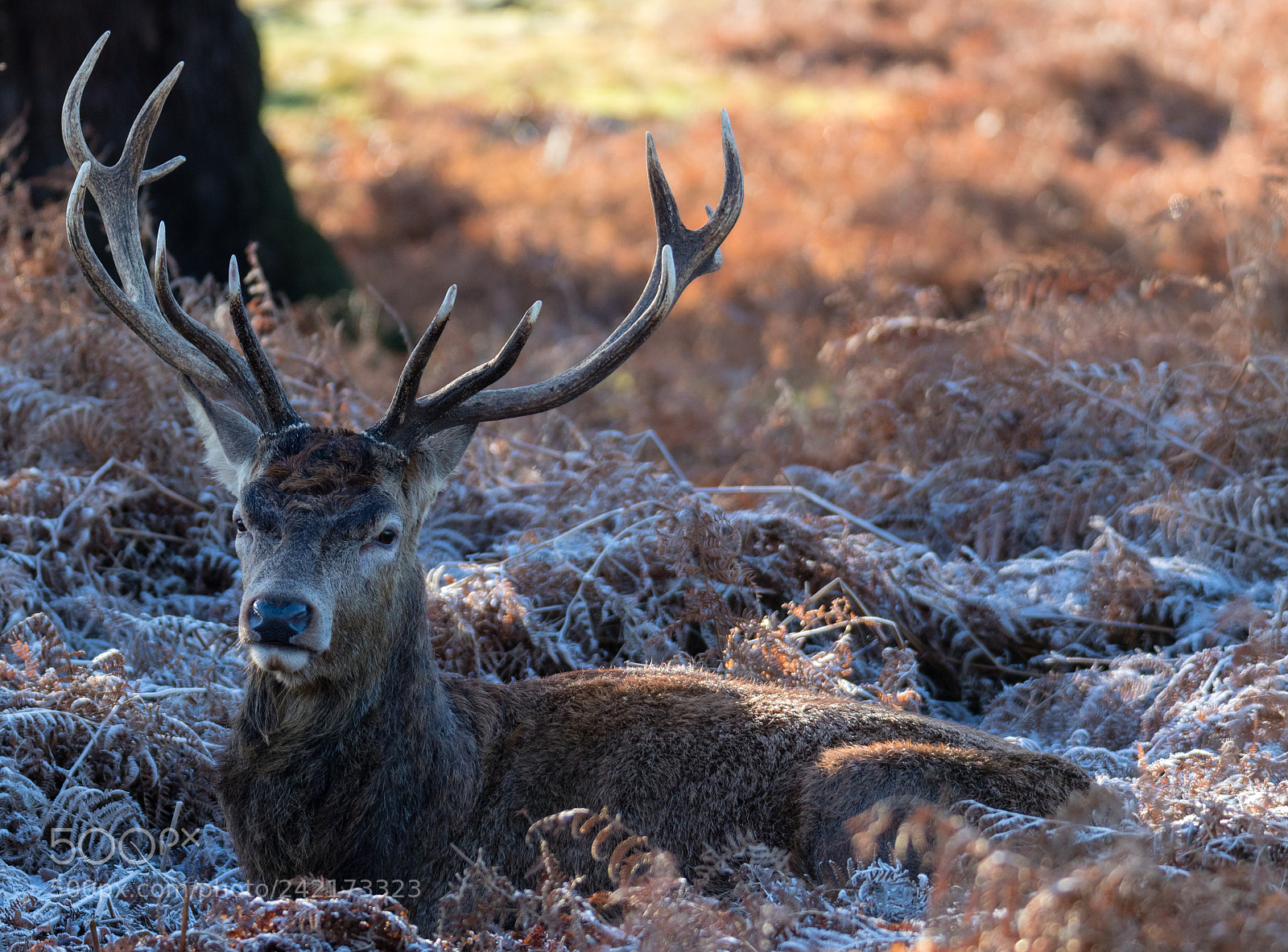 Canon EOS 7D Mark II sample photo. Stag in frost photography