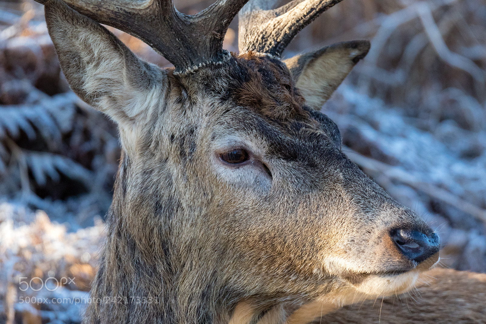 Canon EOS 7D Mark II sample photo. Stag in frost photography