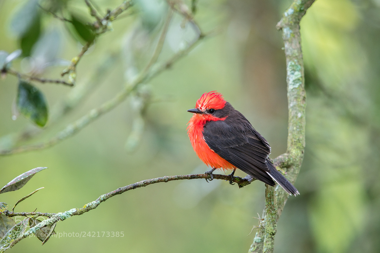 Canon EOS 5DS R sample photo. Ecuador 2017 photography