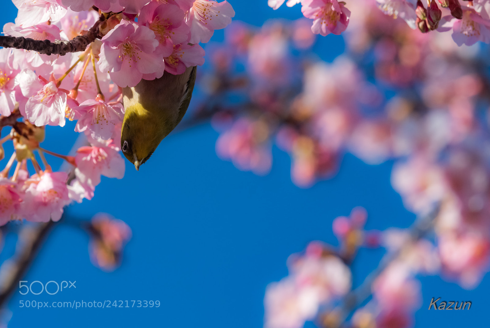 Nikon D5 sample photo. Cuty hellow! photography