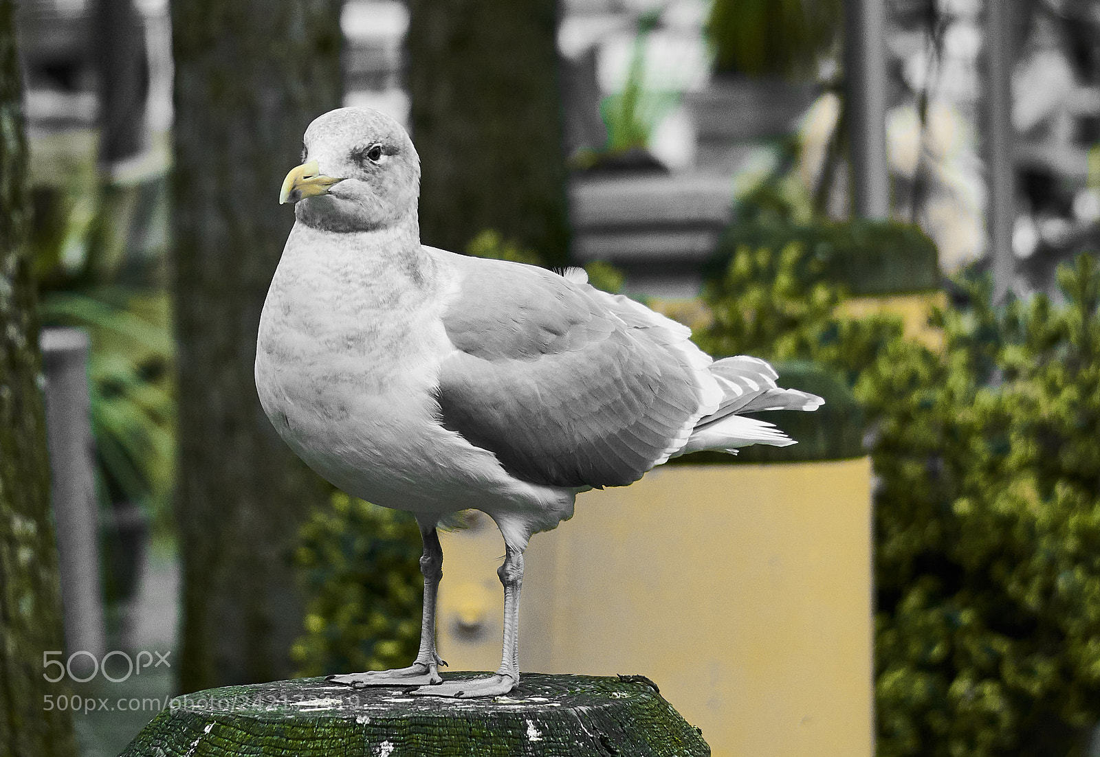 Sony a6500 sample photo. Keeping a straight face photography