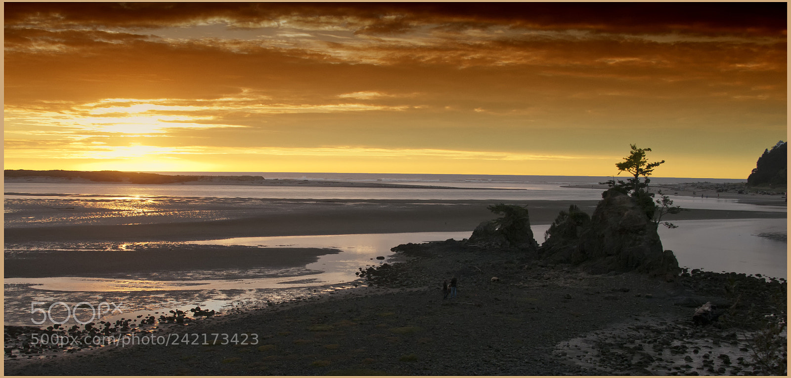 Nikon D300 sample photo. Tree at sunset photography