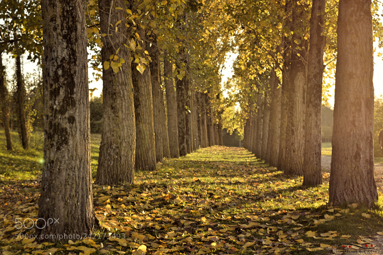 Nikon D3200 sample photo. French fall photography