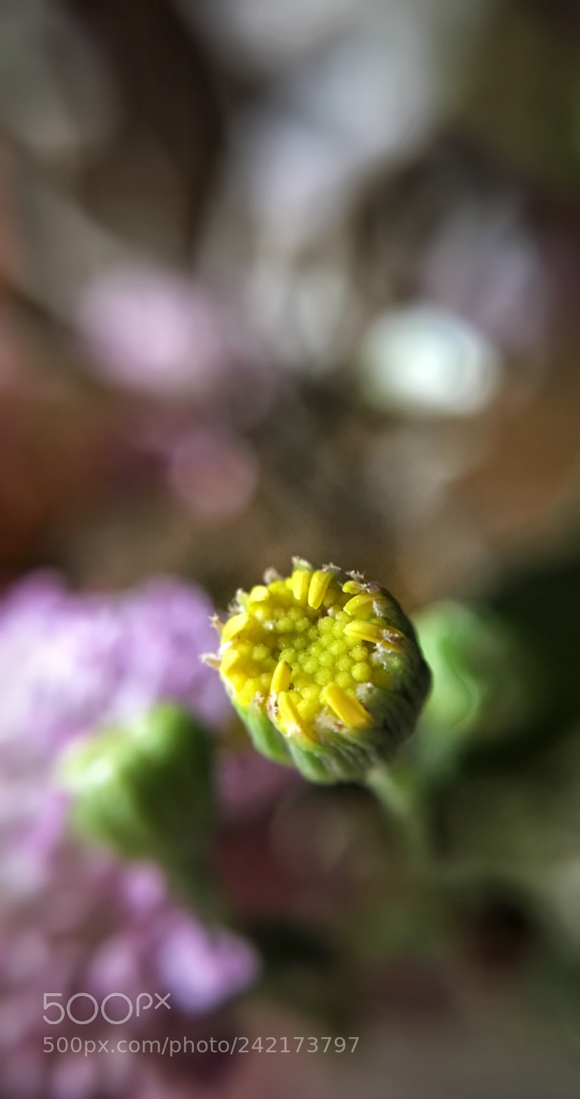 Apple iPhone 6s sample photo. Waiting to bloom photography
