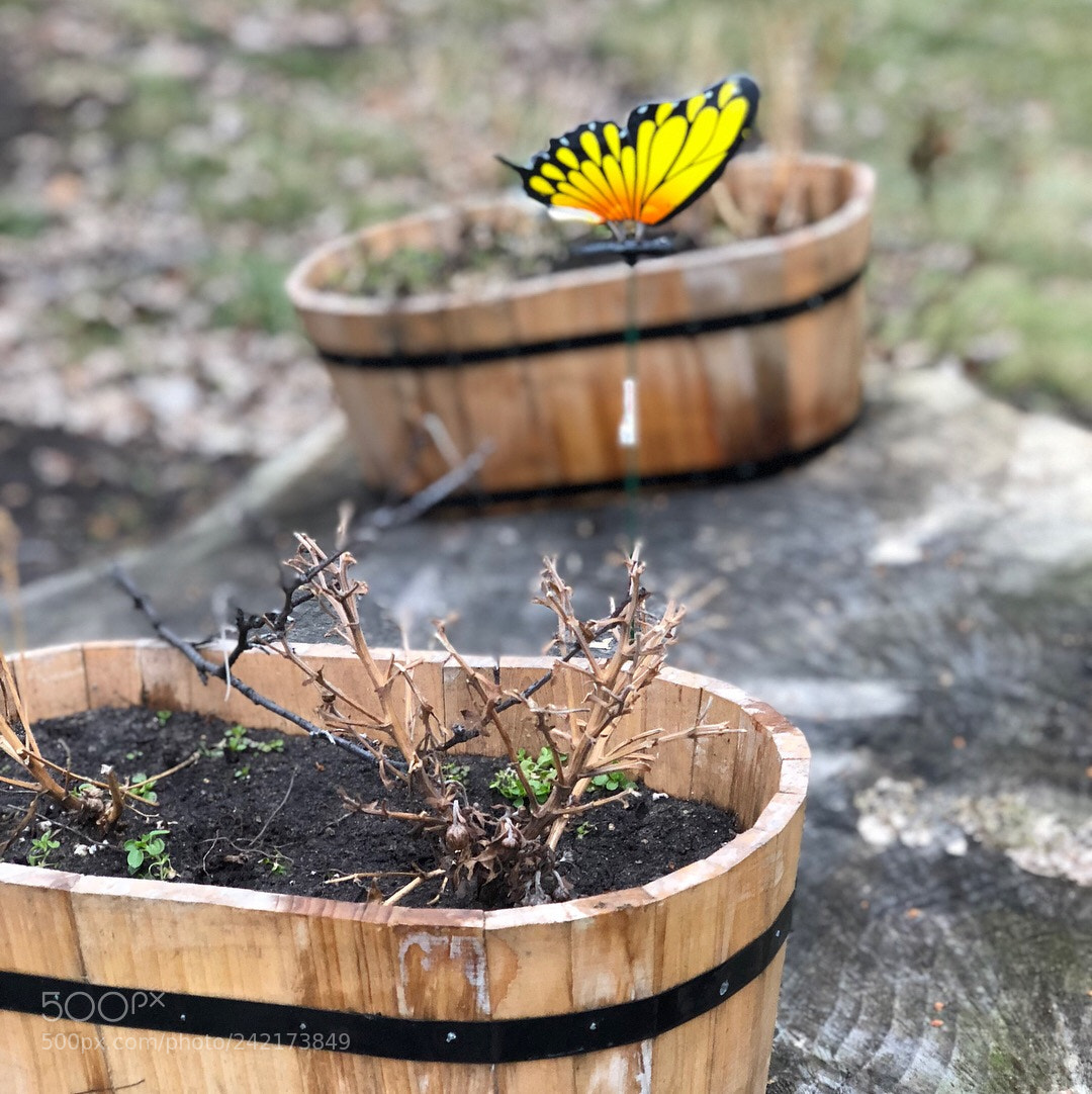 Apple iPhone X sample photo. Naturaleza viva photography