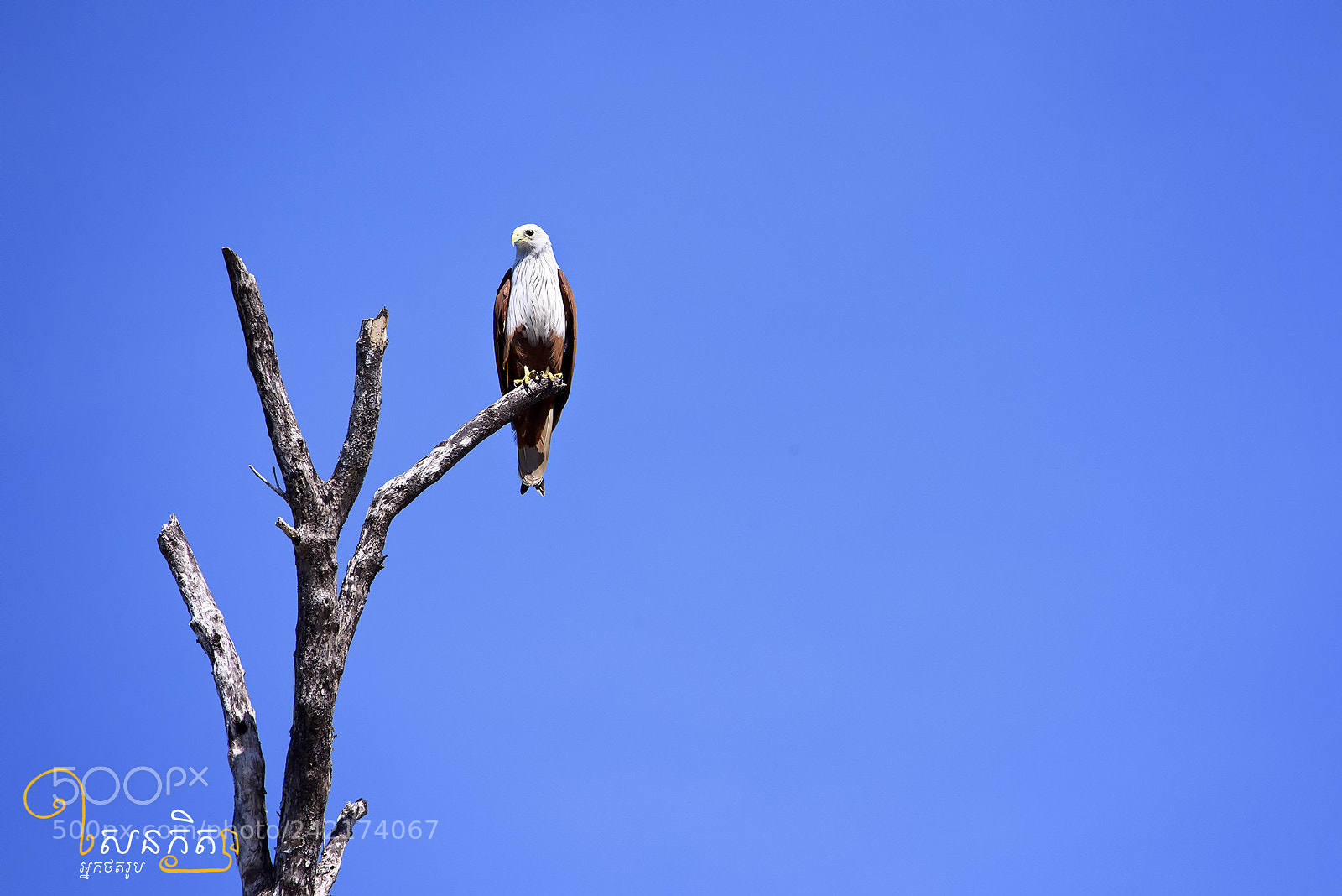Nikon D810 sample photo. Brahminy kite photography