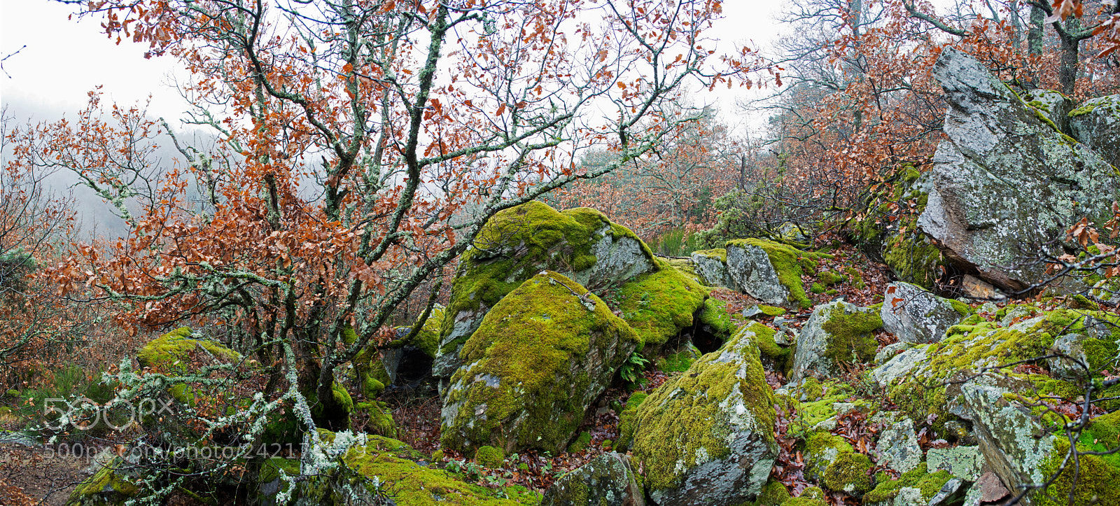 Nikon D3200 sample photo. Mossy boulders photography