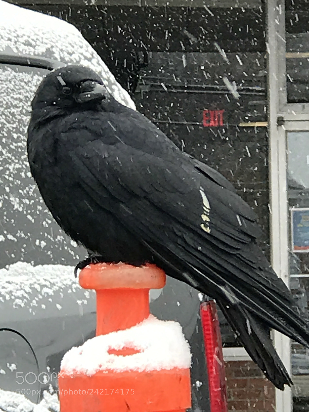 Apple iPhone 7 Plus sample photo. It s cold and photography