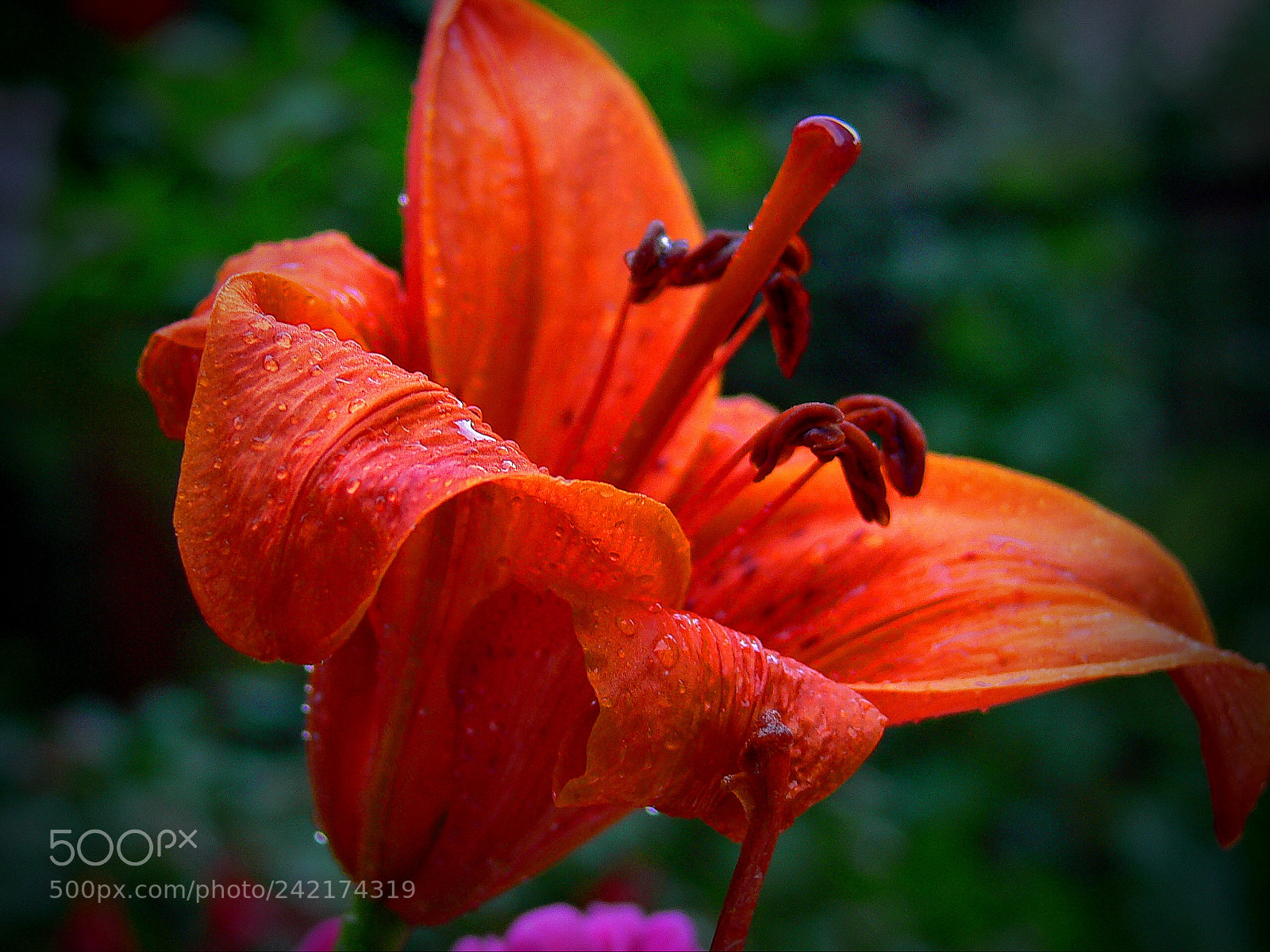 Panasonic DMC-FZ30 sample photo. A flower photography