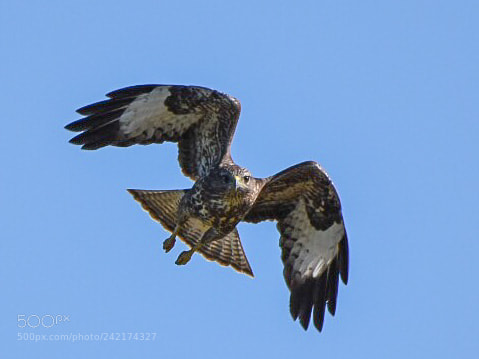 Nikon D7200 sample photo. Buzzard photography