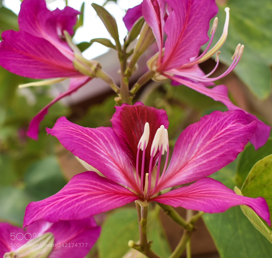 Nikon D3400 sample photo. Pink petals photography