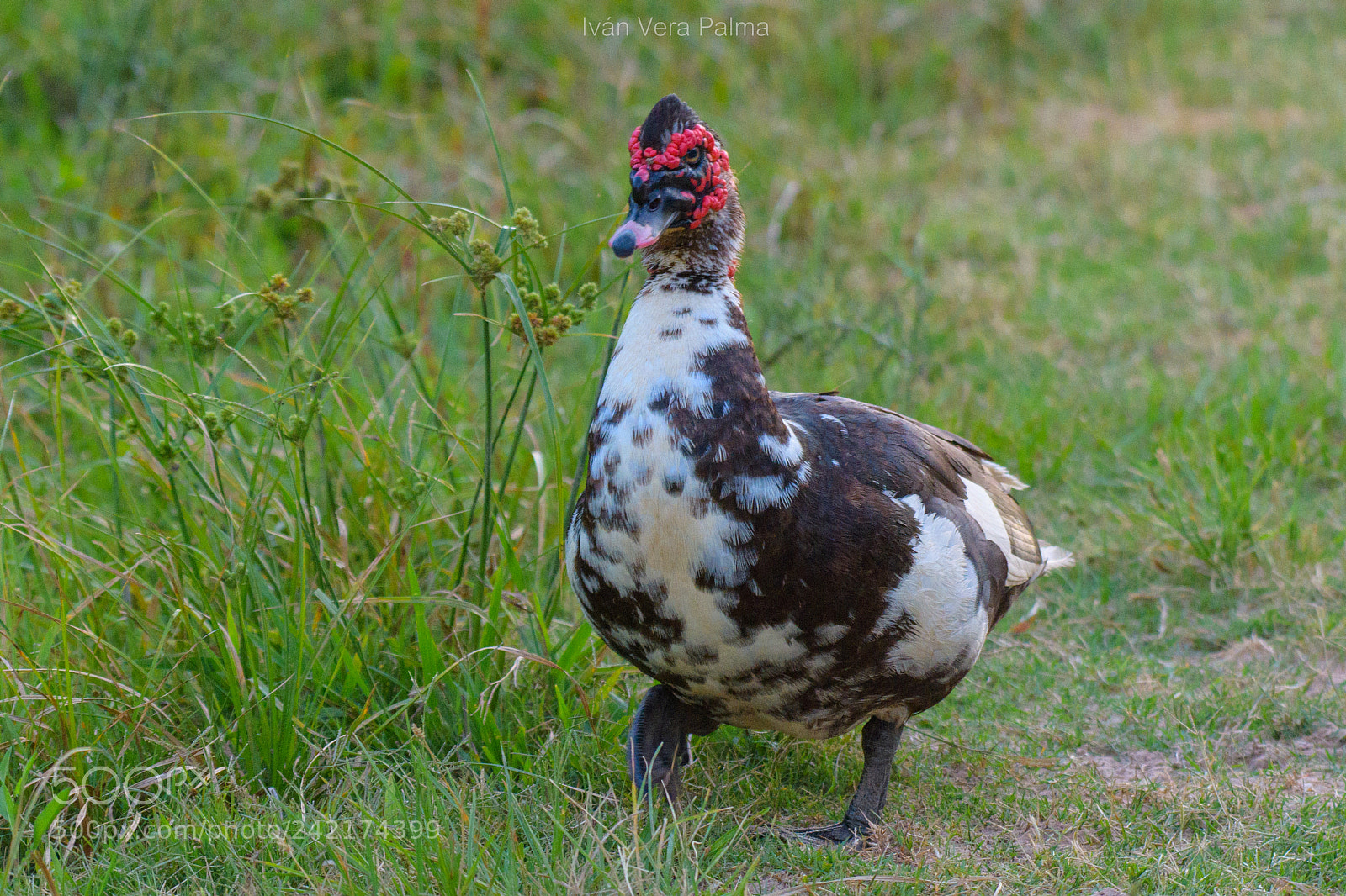 Nikon D500 sample photo. Pato real photography